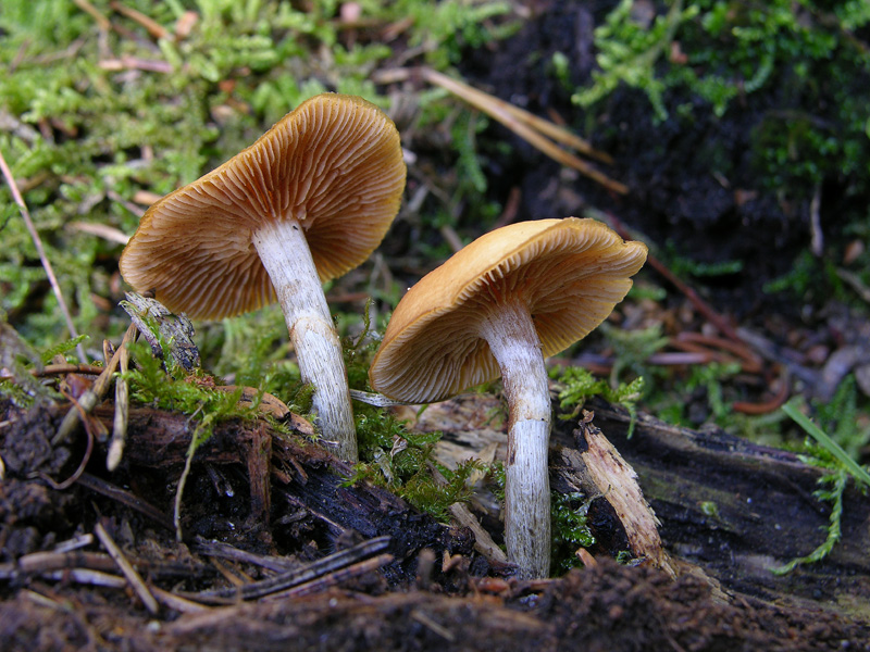 Galerina da determinare n32(2007)